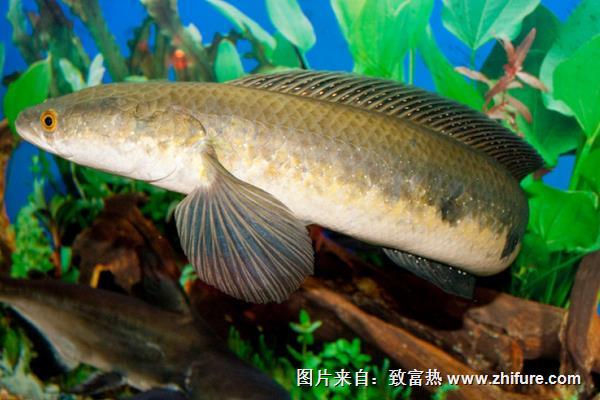 黑魚(yú)的池塘高密度單養(yǎng)方法