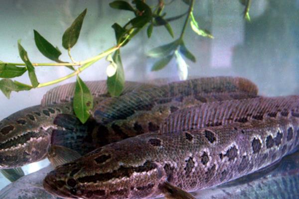 黑魚的池塘高密度單養(yǎng)方法