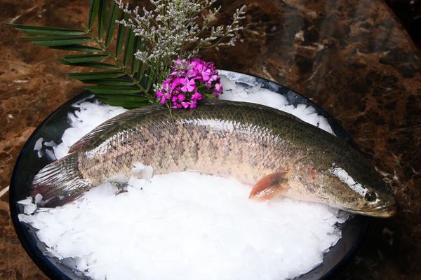 黑魚的池塘高密度單養(yǎng)方法