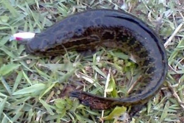 黑魚的池塘高密度單養(yǎng)方法