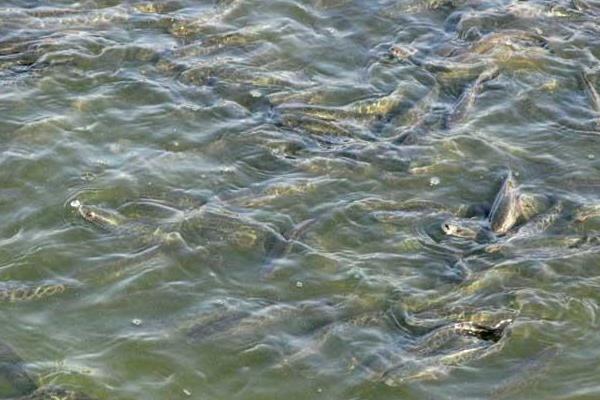 黑魚的池塘高密度單養(yǎng)方法