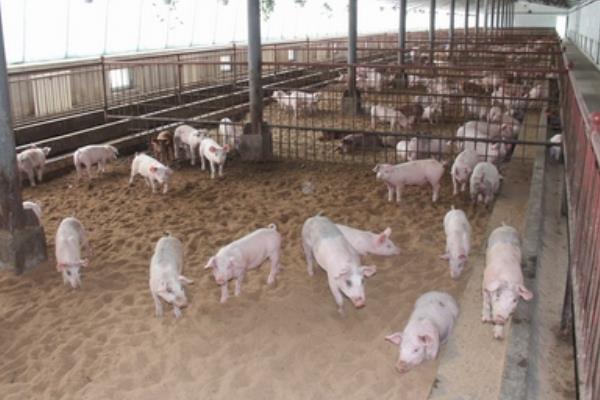 標(biāo)準(zhǔn)化養(yǎng)豬豬場(chǎng)怎么建設(shè)？怎么養(yǎng)？發(fā)展方向是什么？