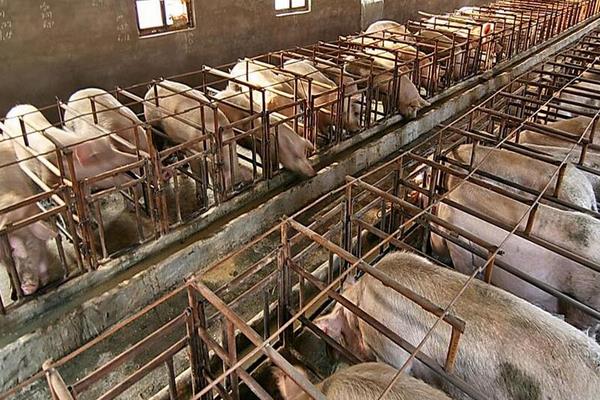 標(biāo)準(zhǔn)化養(yǎng)豬豬場(chǎng)怎么建設(shè)？怎么養(yǎng)？發(fā)展方向是什么？