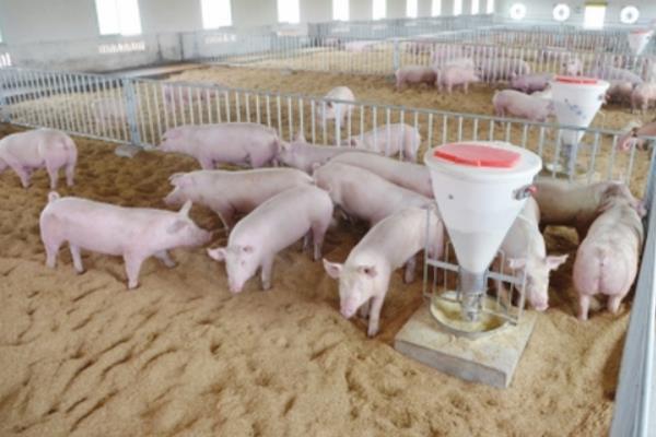 標(biāo)準(zhǔn)化養(yǎng)豬豬場(chǎng)怎么建設(shè)？怎么養(yǎng)？發(fā)展方向是什么？