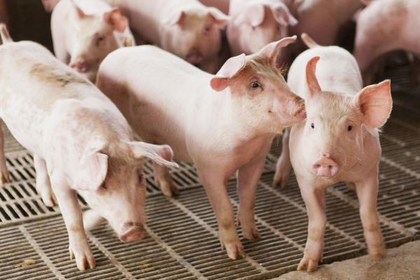 標(biāo)準(zhǔn)化養(yǎng)豬豬場(chǎng)怎么建設(shè)？怎么養(yǎng)？發(fā)展方向是什么？