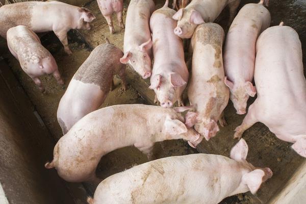 標(biāo)準(zhǔn)化養(yǎng)豬豬場(chǎng)怎么建設(shè)？怎么養(yǎng)？發(fā)展方向是什么？