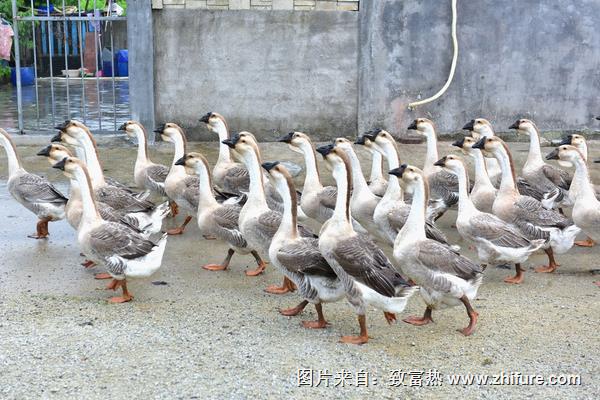 養(yǎng)鴨和養(yǎng)鵝的利潤