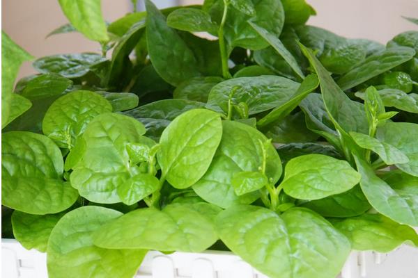 木耳菜常見病害及防治