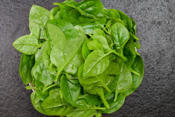 木耳菜常見病害及防治