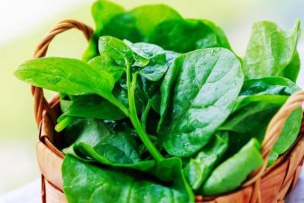 木耳菜常見病害及防治