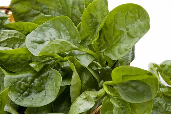 木耳菜常見病害及防治