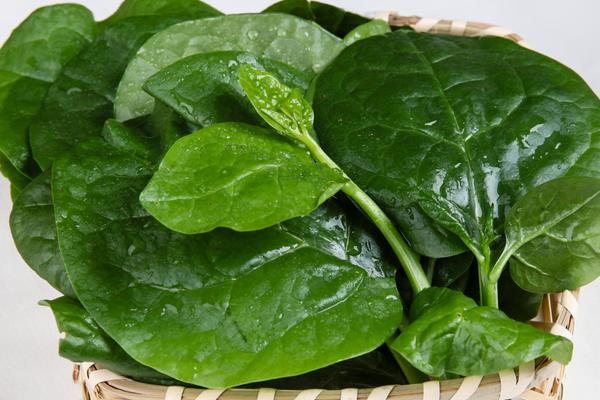 木耳菜常見病害及防治