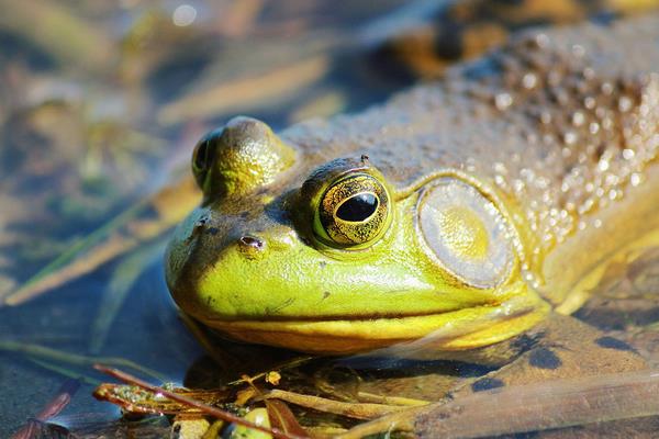 淺析石蛙的繁殖習性