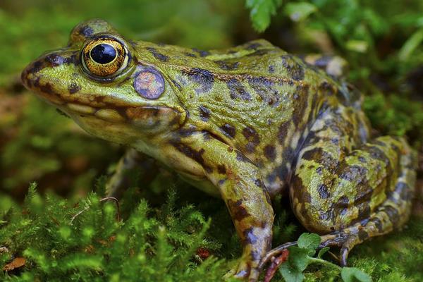 淺析石蛙的繁殖習性