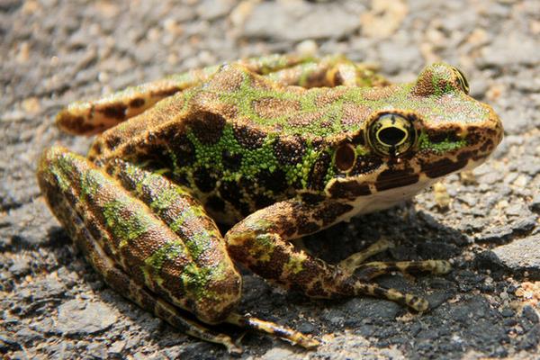 淺析石蛙的繁殖習性