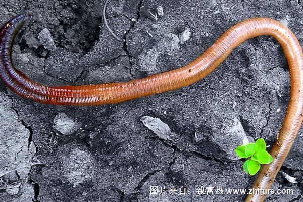 用兔糞如何養蚯蚓