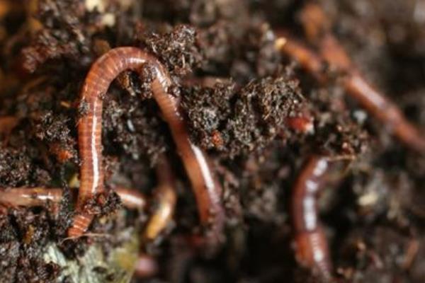 用兔糞如何養(yǎng)蚯蚓