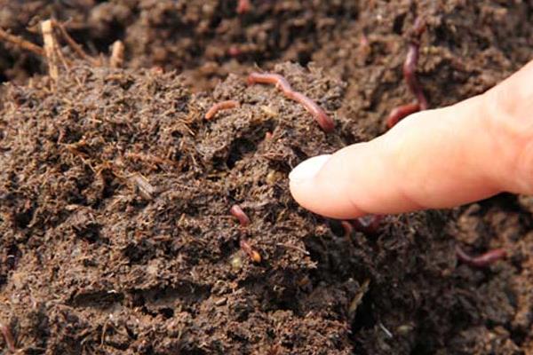用兔糞如何養(yǎng)蚯蚓