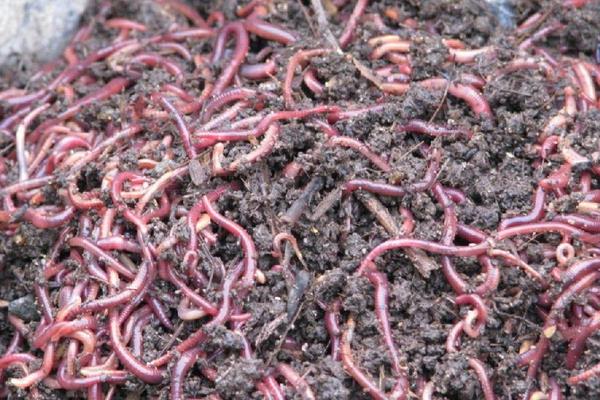 用兔糞如何養(yǎng)蚯蚓