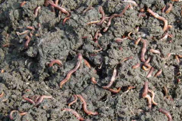 用兔糞如何養(yǎng)蚯蚓