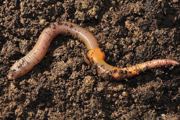 用兔糞如何養(yǎng)蚯蚓