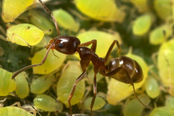 螞蟻養殖的市場前景