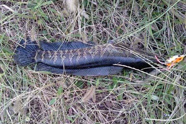 養(yǎng)一畝黑魚能賺多少錢?養(yǎng)黑魚的成本和利潤