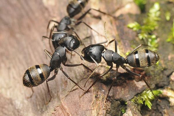 螞蟻養殖的市場前景
