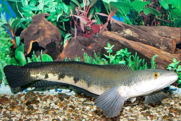 養(yǎng)一畝黑魚能賺多少錢?養(yǎng)黑魚的成本和利潤