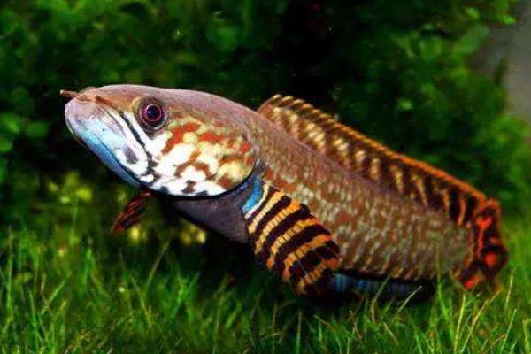 養(yǎng)一畝黑魚能賺多少錢?養(yǎng)黑魚的成本和利潤