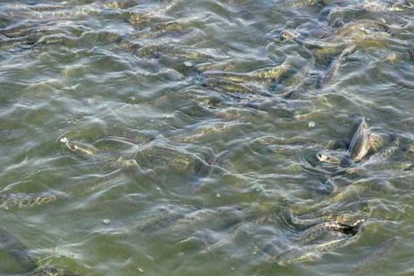 養(yǎng)一畝黑魚能賺多少錢?養(yǎng)黑魚的成本和利潤