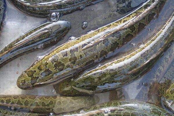 養(yǎng)一畝黑魚能賺多少錢?養(yǎng)黑魚的成本和利潤