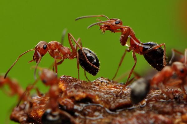 螞蟻養殖的市場前景