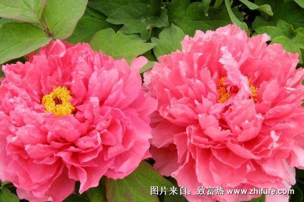 2018種牡丹花賺錢嗎？牡丹花種植的利潤與投資成本及前景預測