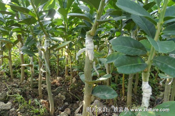 柑桔嫁接技術(shù)