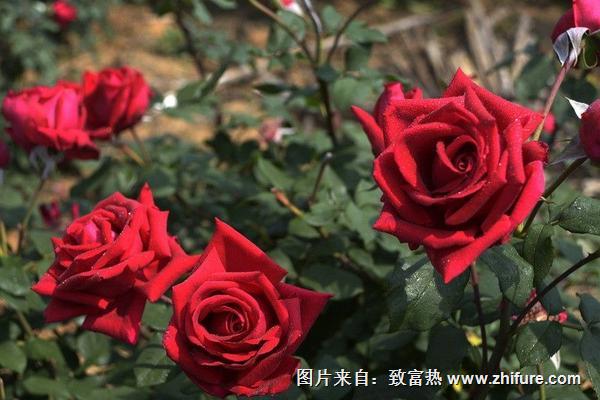 2018種玫瑰花賺錢嗎？玫瑰花種植的利潤與投資成本及前景預(yù)測