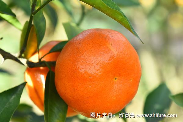 愛(ài)媛42號(hào)柑橘品種介紹