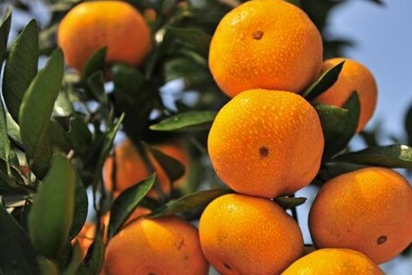 愛(ài)媛42號(hào)柑橘品種介紹