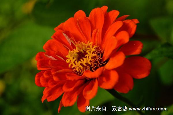 2018種百日草賺錢嗎?百日草種植的利潤與投資成本及前景預測