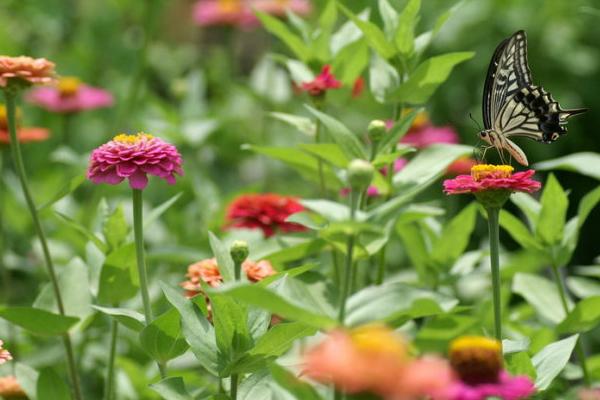 2018種百日草賺錢嗎?百日草種植的利潤與投資成本及前景預測