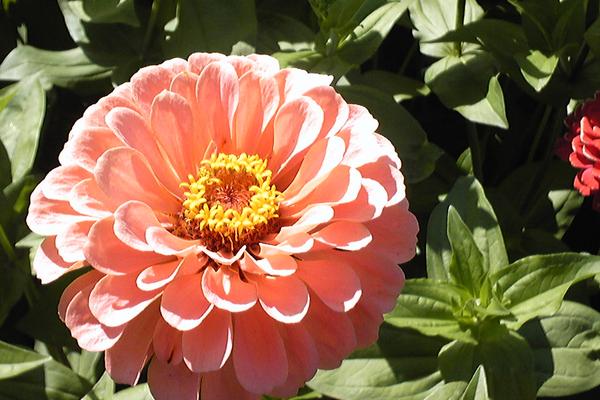 2018種百日草賺錢嗎?百日草種植的利潤與投資成本及前景預測