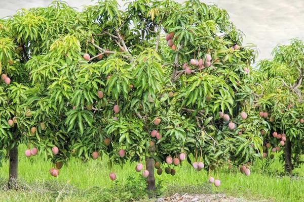 芒果怎么種
