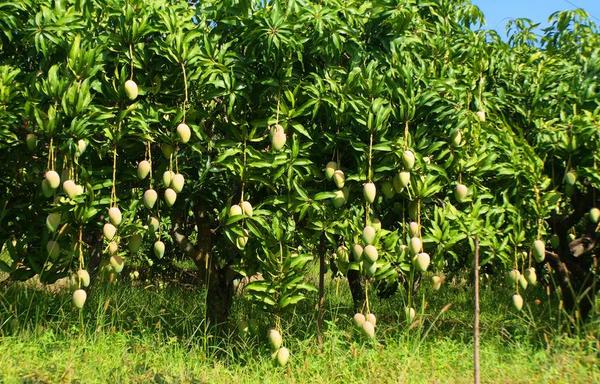 芒果怎么種