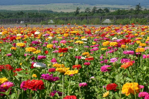 2018種百日草賺錢嗎?百日草種植的利潤與投資成本及前景預測