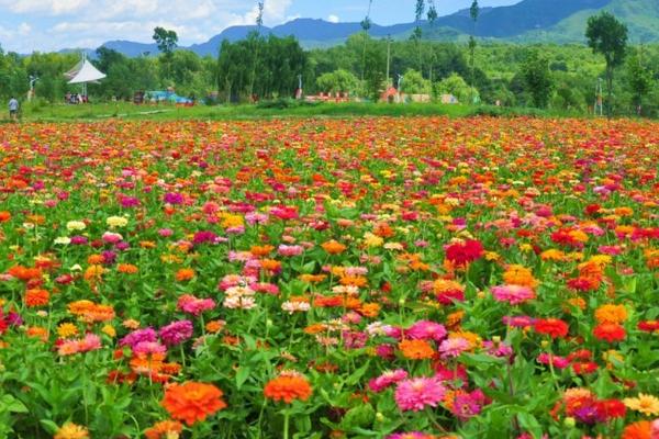 2018種百日草賺錢嗎?百日草種植的利潤與投資成本及前景預測