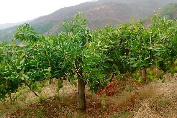 芒果怎么種