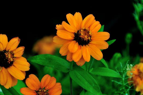 2018種百日草賺錢嗎?百日草種植的利潤與投資成本及前景預測