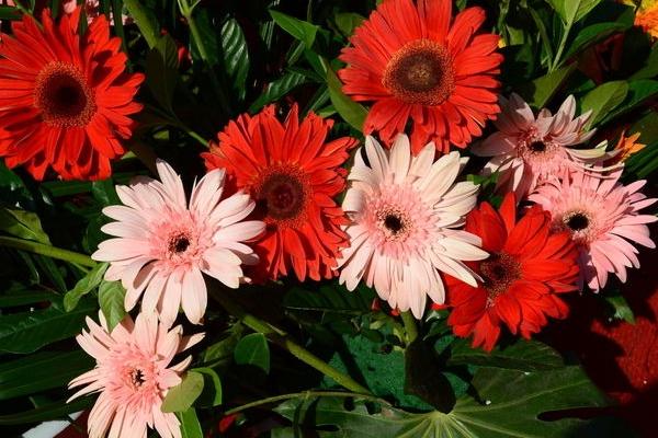 2018種百日草賺錢嗎?百日草種植的利潤與投資成本及前景預測