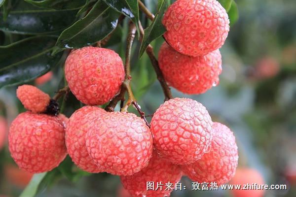 荔枝種子多久能發芽