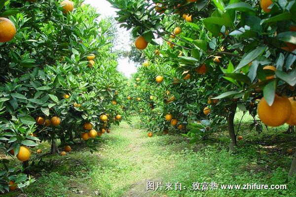 柑桔高產(chǎn)栽培技術(shù)